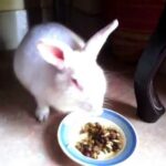 Adorable rabbits | Cute Bunnies | My baby Bunnies | My Angry Rabbit Snowy