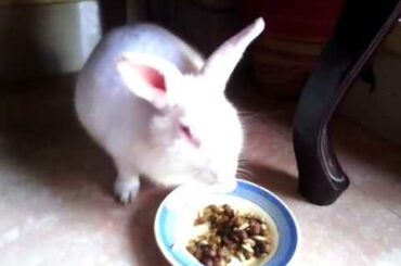 Adorable rabbits | Cute Bunnies | My baby Bunnies | My Angry Rabbit Snowy