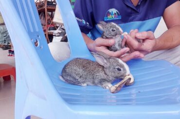 feeding fresh milk to baby rabbits