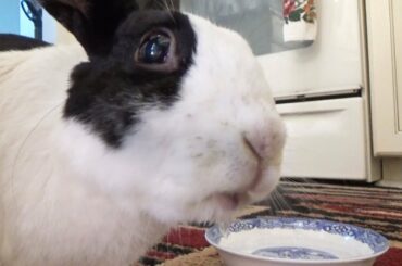Bad rabbit poops in his water bowl!