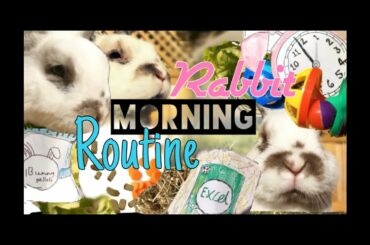 Rabbit morning routine