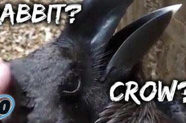 People Can't Tell If This Is A Crow Or A Rabbit