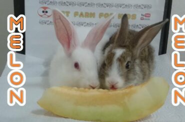 RABBİT EATİNG MELON ASMR & RABBİT ROMEO AND JULİET