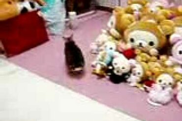 cute bunny★Netherland Dwarf★