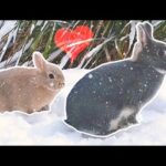 First Time Experiencing Snow - Netherland Dwarf Rabbits