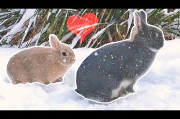 First Time Experiencing Snow - Netherland Dwarf Rabbits