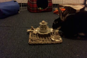 WinniGuineaPoo TOY REVIEW( FUN SAFE TOYS FOR RABBITS!)🐇😍