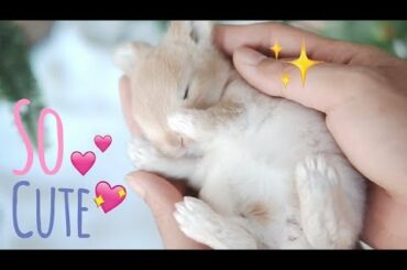 กระต่ายตอนเด็กทำไมน่ารักแบบนี้ : Baby Rabbit 🐰