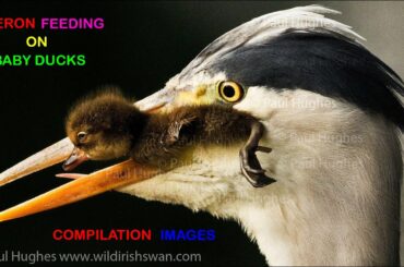 Heron feeding on baby ducks in a compilation of images