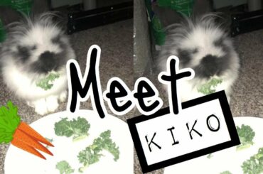 Cute bunny compilation