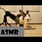 Rabbit eating banana ASMR