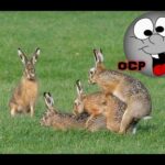 Crazy Horny Rabbits - Horny Bunnies -  Compilation