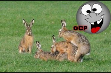 Crazy Horny Rabbits - Horny Bunnies -  Compilation