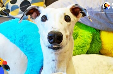 Rescue Greyhound Is The Cutest Little Diva | The Dodo