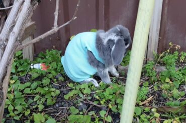 bunny cleans himself wearing the new sleep t-shirt nightie