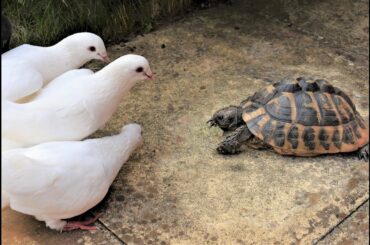 Cute Animals - White Doves, Baby Netherland Dwarf Rabbit, Tortoise, Guinea-pigs. Children's Book