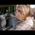 Gentle Bulldog with his bunny rabbit family