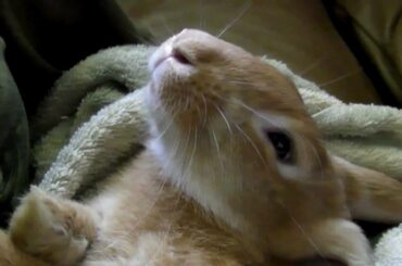 Butterscotch the Pet Bunny Rabbit Sleeping Like a Baby