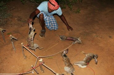 Primitive technology :Lucky Hunter Trapped and 4 Rabbit Hunted in the forest | Village Hunter