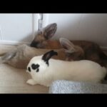 사랑의 훼방꾼 💖 Jealousy of rabbit