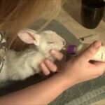 how to raise a baby bunny,part 6