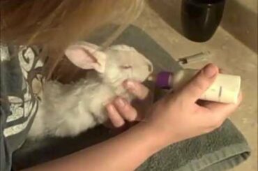 how to raise a baby bunny,part 6