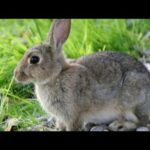 #souvikhalder Rabbit part 2.. Cute pet Lolo.
