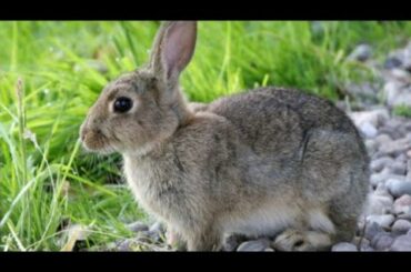 #souvikhalder Rabbit part 2.. Cute pet Lolo.