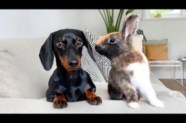 Dachshund and jumping bunnies.