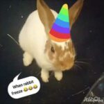 When rabbit freeze. Funny Rabbit reaction, sweet cute bunny baby. Relax, music. Dog, car, animals