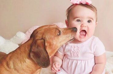 Funny Baby And Dogs Moments Compilation - Cute Baby And Dogs Videos 1