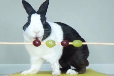 Rabbit eating juicy grapes ASMR