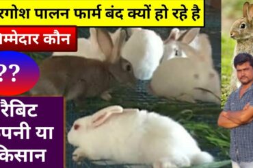 आखिर क्यों बंद हो रहे हैं(खरगोश)रैबिट फार्म Why are rabbit farming farms closing? - Agritech  Guruji