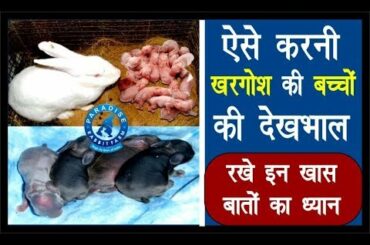 खरगोश के बच्चों का देखभाल ऐसे रखे  | Rabbit Farming | paradise rabbit Farm |