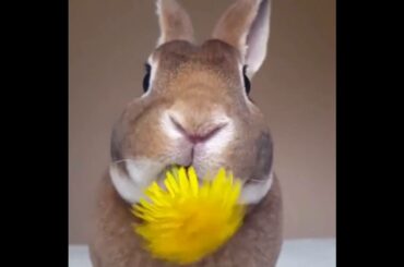 SUPER CUTE RABBIT MUNCHING ON A FLOWER | 2016