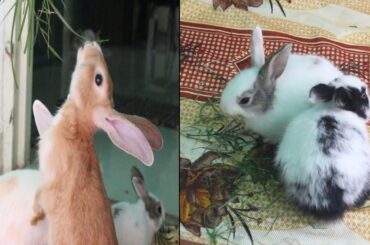 Cute Baby Rabbits Doing Funny Things - Best Of Baby Bunnies Compilation