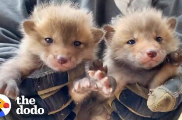 7 Baby Foxes Reunite With Mom After Being Pulled from Under a Deck | The Dodo