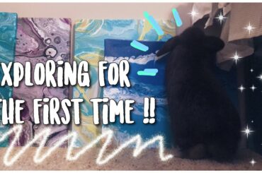 Cute Bunny Free Roaming For The First Time 💜