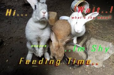 CUTE RABBITS. Cuteness overload (WATCH TILL THE END)