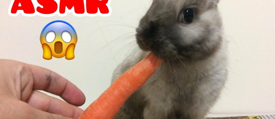 Rabbit ASMR : Bunny carrot / Cute Rabbit Eating  !!! No Talking