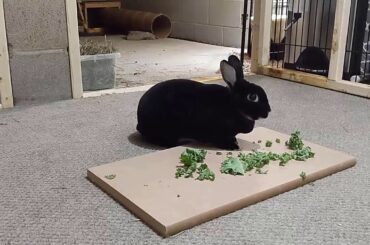 Thumper Rabbit Eating Kale | Rabbits love eating kale