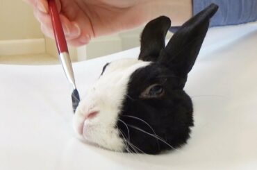 How to paint a rabbit
