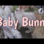 Rabbit Video 2019:  Kids with Rabbit | MK Kids Channel