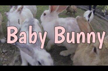 Rabbit Video 2019:  Kids with Rabbit | MK Kids Channel