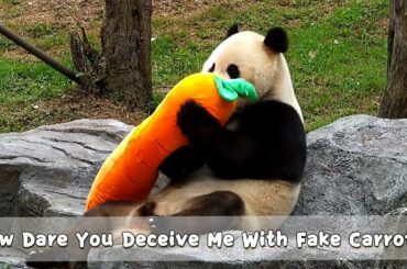 How Dare You Deceive Me With Fake Carrots! | iPanda