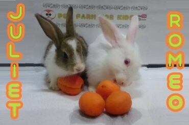 Rabbit eats apricot - Cute rabbits Romeo and Juliet