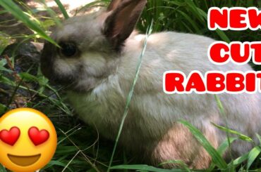 CUTE baby  Rabbit videos /FUNNY  RABBIT CUTE Bunny video NEW !!