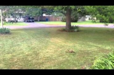 Squirrel digging up acorns, and a baby rabbit!