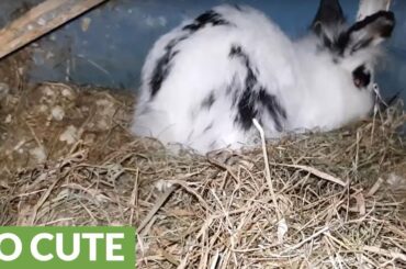 Mother rabbit swaddles babies in hay for the night