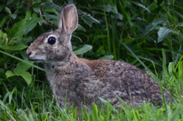 Cottontail rabbit alertly foraging in grass
